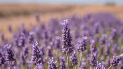 Zoomed-in image of lavender petals with a violet shade in an open field