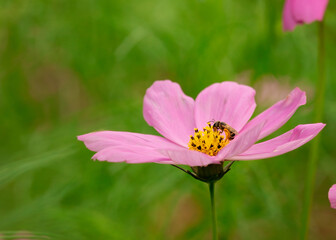 Honeybee collecting pollen and sipping nectar in a pink cosmos bloom in the summer.