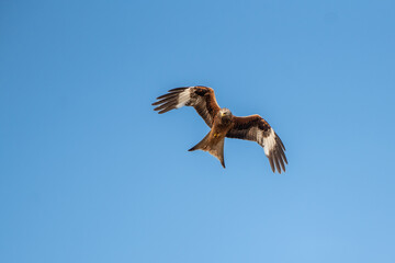 Red Kite against a blue sky. Seeing a red kite soaring high in the sky is a true delight! Once a very rare bird, thanks to successful reintroduction projects these wonderful birds can now be seen in l