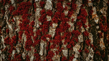 Close-up shot showcasing orange and red moss on rough tree bark