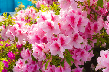 Close-up view of a vibrant cluster of pink and white azaleas in bloom.