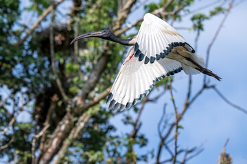 Ibis sacro (Threskiornis aethiopicus)