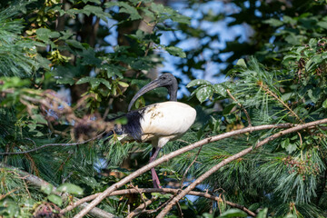 Ibis sacro (Threskiornis aethiopicus)