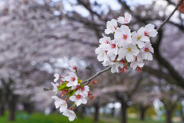 Close-up of cherry blossoms on a branch with a blurred background of trees in bloom.