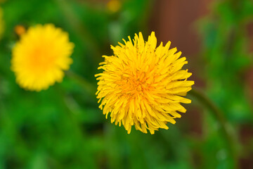 Naklejka premium Close-up of a bright yellow dandelion flower in full bloom, surrounded by blurred green foliage.