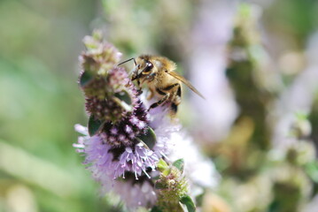 Bee collecting pollen from purple wild mint flowers