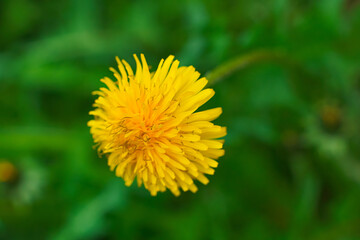 Close-up view of a vibrant yellow dandelion flower in a green grassy field.