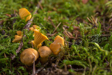 chanterelles growing in green moss among fallen pine needles in the forest. In the background, the forest floor is blurred, creating a bokeh effect. The photo conveys the atmosphere of a quiet forest.