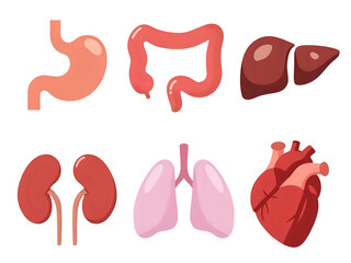 Illustration of human internal organs including the stomach, intestines, liver, kidneys, lungs, and heart.