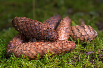 A few spruce cones lying on bright green moss and brown forest floor. The scales of the cones are...