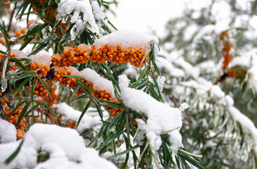 Sea buckthorn berries covered in first autumn snow