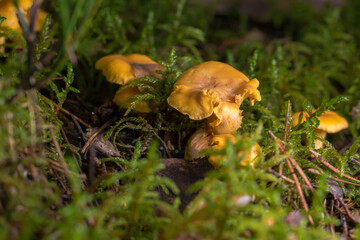 chanterelles growing in green moss among fallen pine needles in the forest. In the background, the...