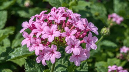 Fototapeta premium Blooming Early Spring Phlox in the Garden