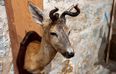 Deer taxidermy with antlers in rustic hunting lodge.