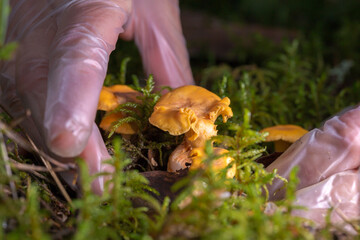 hands in transparent gloves, carefully picking chanterelle mushrooms. The picture shows care and...