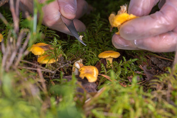gloved hands cutting chanterelle mushrooms from the forest floor covered with green moss. The...