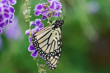 Monarch Butterfly, Danaus plexippus, hanging upside down off a Duranta erecta Flower