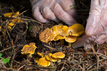 hands in transparent gloves, carefully picking chanterelle mushrooms. The picture shows care and...