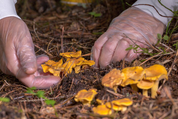 hands in transparent gloves, carefully picking chanterelle mushrooms. The picture shows care and...