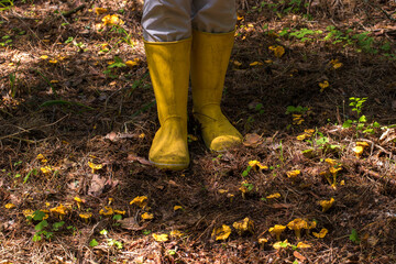 The legs of a man in high, bright yellow boots, standing on the forest floor. Numerous chanterelle...