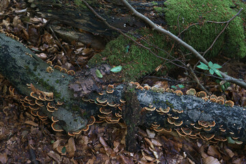mushrooms and moss on trees