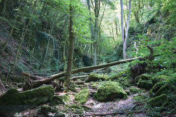 Fototapeta premium trees in a stream bed