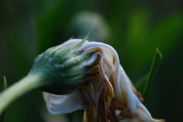 Close-up of a wilting white flower 