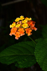 Lantana camara L. Flowers bloom in clusters at the ends of branches. Petals are joined into a tube, separating into 5 petals at the tip. They come in many colors on the same plant.