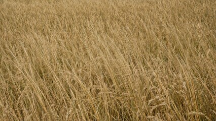 Fototapeta premium Parched grassland view