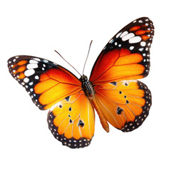 Fototapeta premium Vibrant orange butterfly in flight