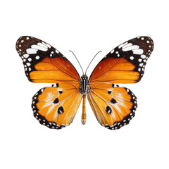 Fototapeta premium Close-up of a vibrant orange and black butterfly