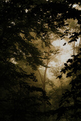 rays of light in the forest