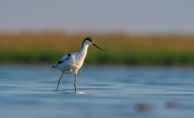 Pied Avocet (Recurvirostra avosetta) is a wetland bird that feeds on aquatic invertebrates. It is seen in the Tigris Valley in Diyarbakır during the summer
