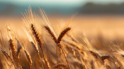 The golden wheat sways gently under the warm sun in a serene landscape.
