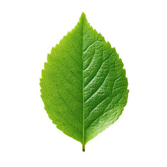 Vibrant Leaf's Essence: A detailed studio shot of a single, crisp green leaf showcases its intricate texture and the freshness of nature.