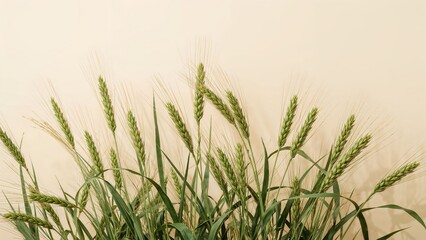 Unripe green wheat plants growing in a field with tall stalks and grains against a neutral background.