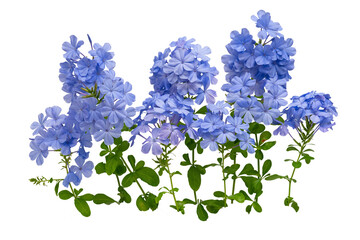 The Branches of the cape leadwort, white plumbago flower, photographed using the focus stack...