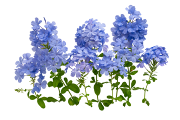 The Branches of the cape leadwort, white plumbago flower, photographed using the focus stack technique, high resolution.