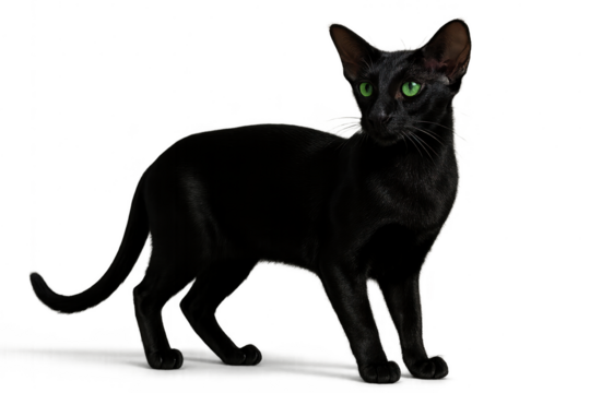 Sleek black cat with bright green eyes, isolated on transparent background
