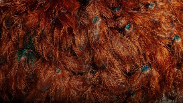 Vivid plumage of Indian gamecocks