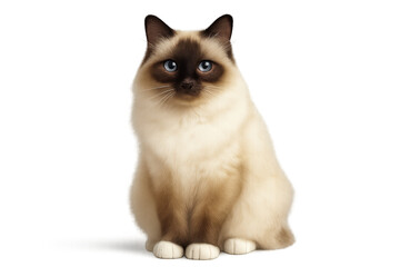 Cute Birman cat with striking blue eyes, isolated on a transparent background