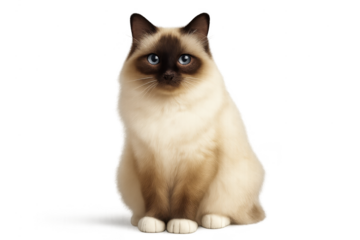 Cute Birman cat with striking blue eyes, isolated on a transparent background