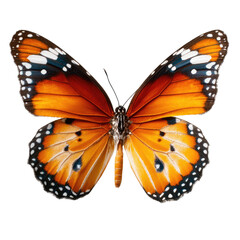Fototapeta premium Close-up of an orange and white butterfly, wings spread, against a black background