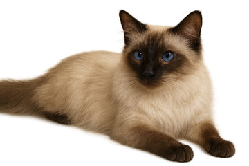 Beautiful Siamese cat with striking blue eyes, isolated on transparent background
