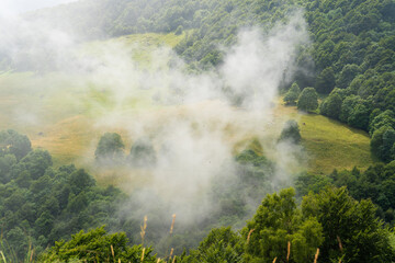 fog in the forest