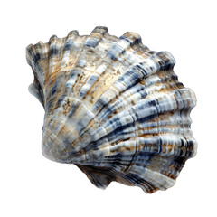 Detailed close-up of a seashell, showcasing intricate patterns and colors