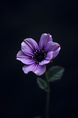 Vibrant purple pansy with delicate petals isolated on a dark background, showcasing its natural beauty and intricate floral details