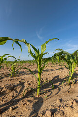 growing a new crop of corn in early summer on fertile soil in the field , subsistence farming