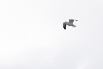 Seagull flying