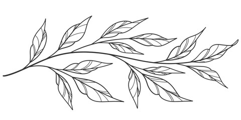 Sketch Floral Botany Collection. flower drawings. Black and white with line art on white backgrounds. Hand Drawn Botanical Illustrations.Vector.